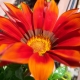 Gazania